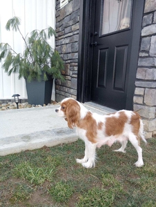 King Charles Cavalier Annie